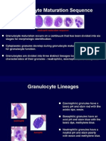 WBC-Granulocyte Maturation