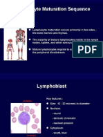 WBC-Lymphocyte Maturation