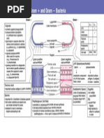 Encapsulated vs Non-Capsulated Bacteria | PDF