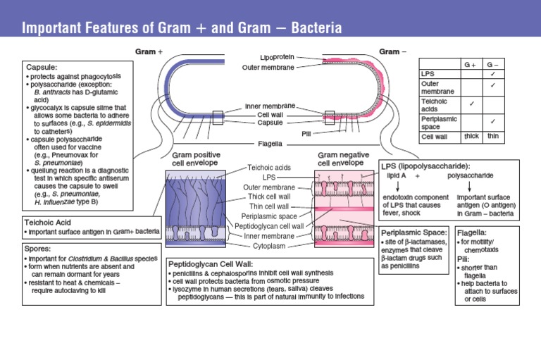 Features of Gram+ and Gram- Bacteria | PDF