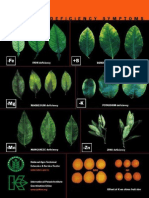 Nutrient Deficiency Symptom