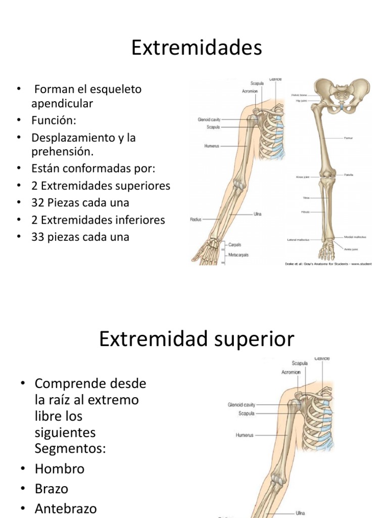 Estructura de las Extremidades Humanas | PDF | Mano | Pelvis