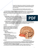 Notas Cerebro