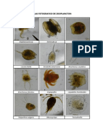 Atlas Fotografico de Zooplancton