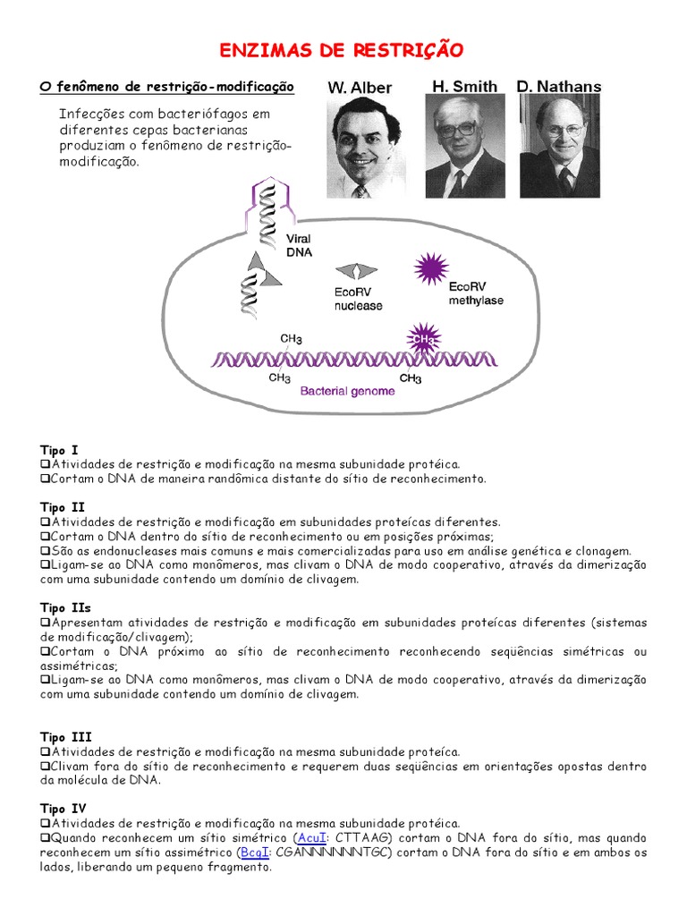 Tipos e Funções das Enzimas de Restrição | PDF | Enzima de restrição | DNA