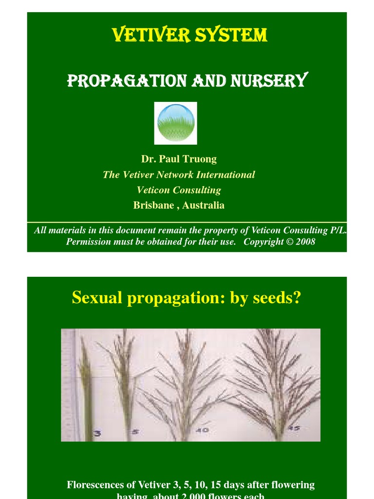 Vetiver Grass Propagation and Nursery Management Plant Nursery