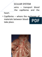 Vascular System