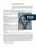 Neuroanatomia Basica