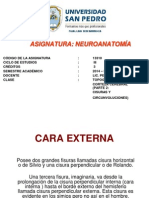 Clase 3 Topografía de La Corteza Cerebral (Parte 2)