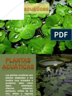 Plantas acuáticas: adaptaciones y usos