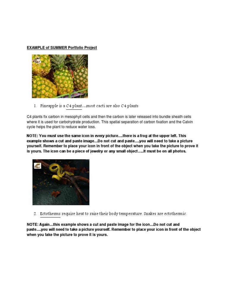 Summer Portfolio Project Guidelines | PDF