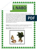 Cultivo y uso del nabo