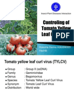 Pengendalian Tomato Yellow Leaf Curl Virus (TYLCV)