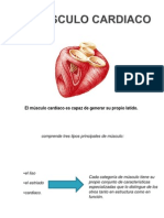 Musculo Cardiaco