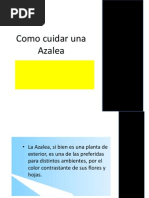 Como Cuidar Una Azalea