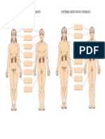 Sistema Endocrino Humano