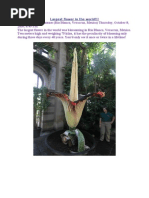 Download Flower That Blossems Once in 40 Years by SULTAN SN23605621 doc pdf