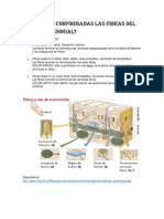 Como Estan Conformadas Las Fibras Del Sistema Sensorial