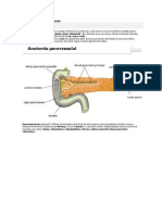 Anatomia Şi Fiziologia Pancreasului