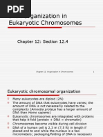 Download DNA Organization in Eukaryotic Chromosomes by sazan1977 SN23609997 doc pdf