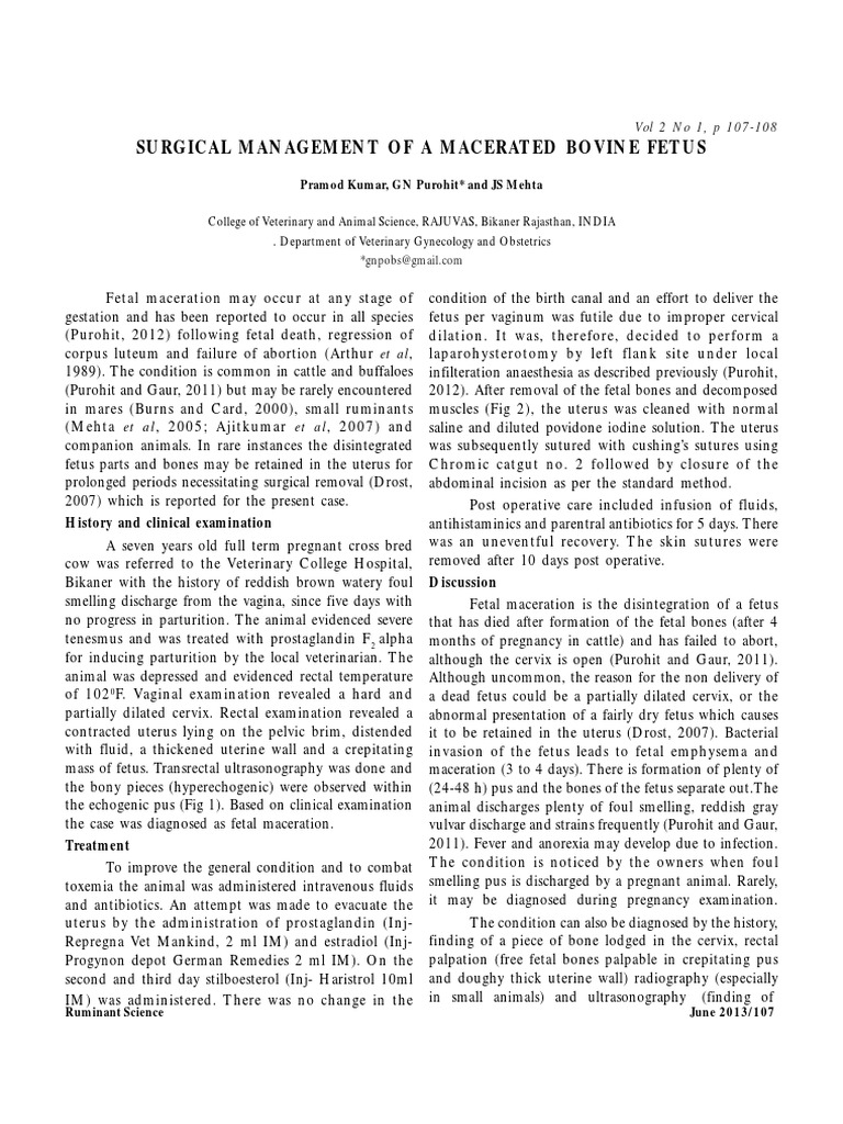Surgical Removal of A Macerated Bovine Fetus PDF Uterus Fetus