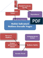 Nuklei Salivatorii Nukleus Dorsalis Vagus