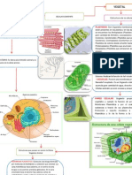 Mapa Conceptual