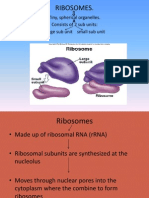 Ribosomes