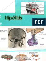 Hipófisis