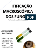 Aula 3 Identifi Macro Fungos