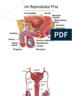 Anatomi Reproduksi Pria