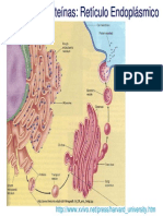 Clase 10. Endomembranas