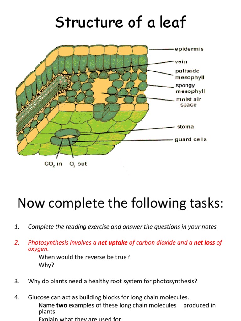 Photosynthesis Photosynthesis Stoma