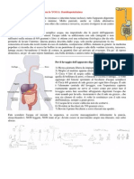 Pulizia Dell Intestino