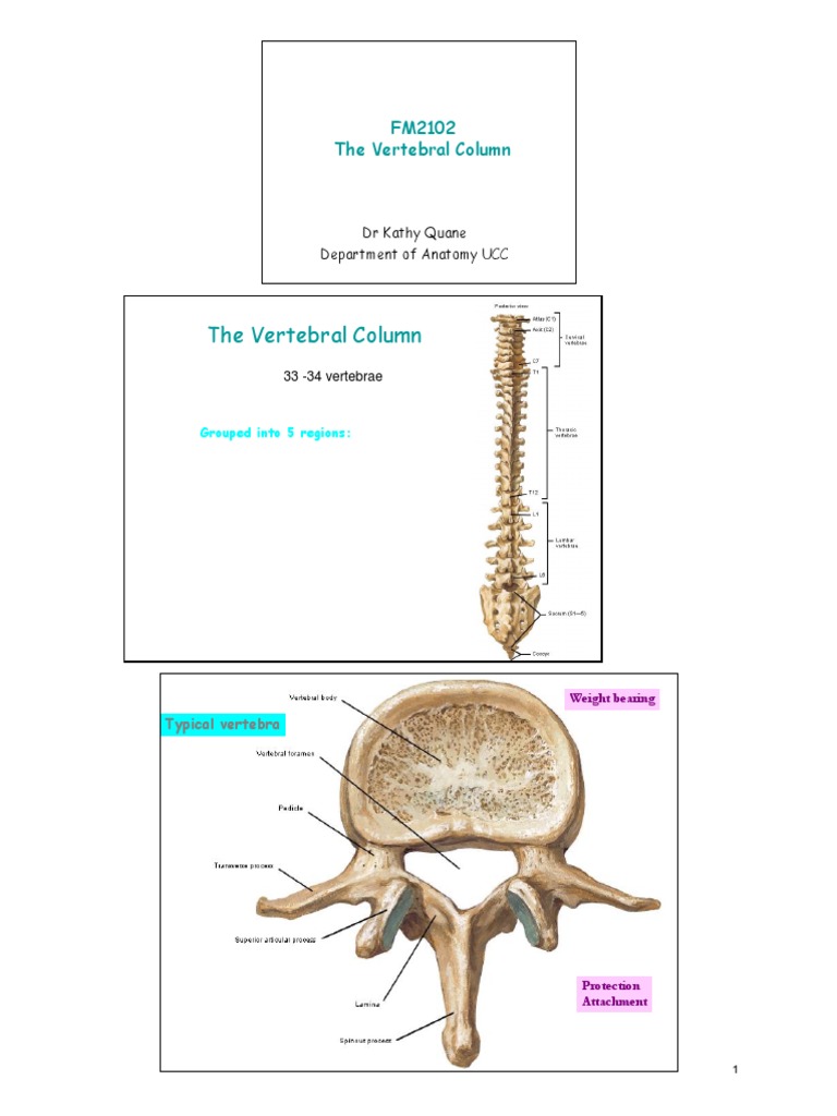 Bb FM2102 L1 Vertebral Column & Joints | Vertebra | Vertebral Column