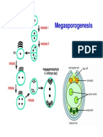 Topic 4g - Angiosperms Additional Notes