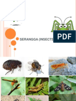 Serangga (Insects)