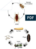 Life Cycles