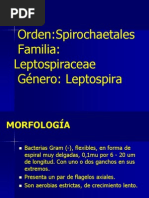 Leptospira