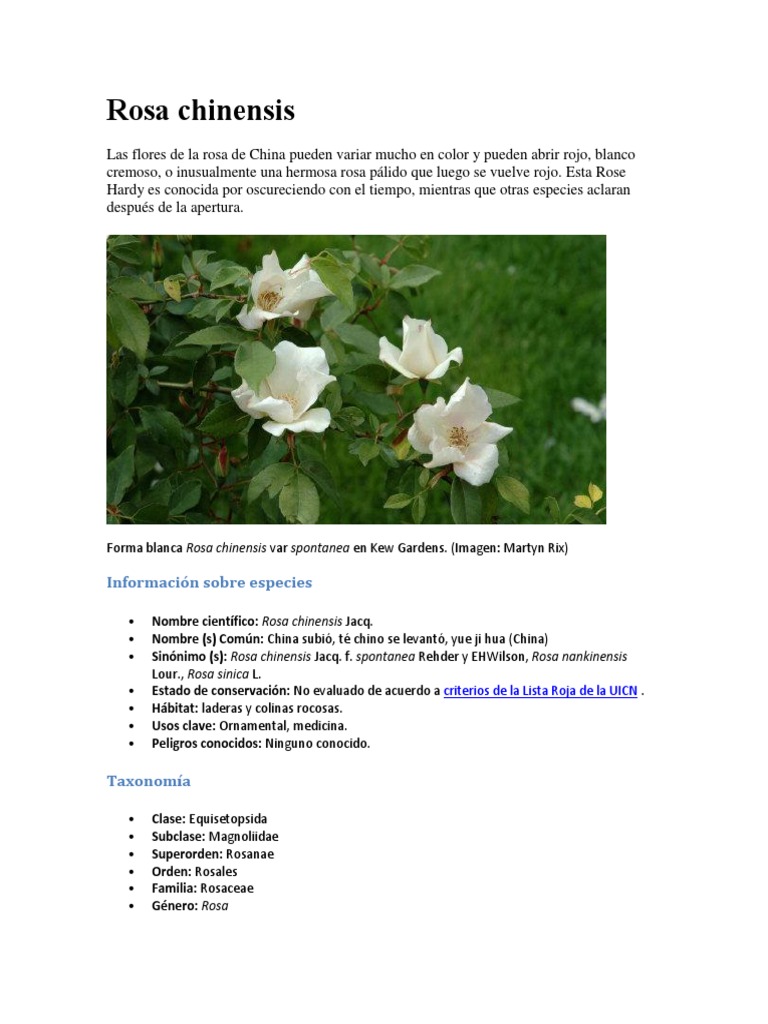 Rosa Chinese | PDF | Rosa | Flores