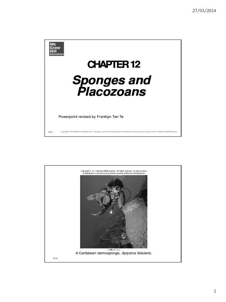 Sponges and Placozoans PDF Sponge Anatomy