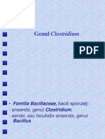 Bacili Gram Poz Clostridium