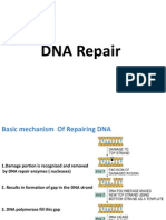 DNA Repair