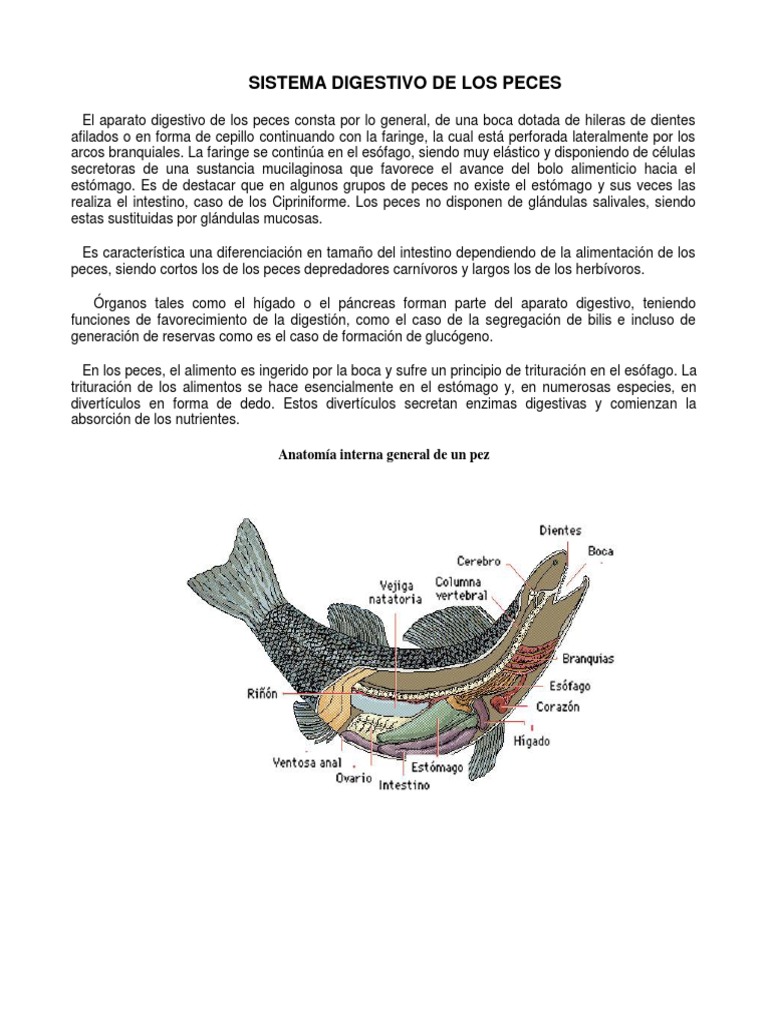 Sistema Digestivo de Los Peces Sistema digestivo humano