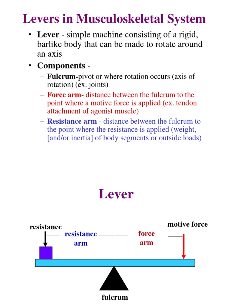 16.LEVER.K426 Lever Anatomical Terms Of Motion