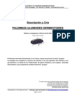 Descripcion y Cria Palembus Ulomoides Dermestoides Gorgojo de La Harina