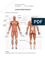 Anatomi Tubuh Manusia 