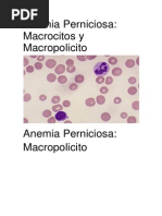 dianocitos-pdf-sangre-leucocito