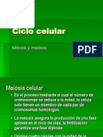 Ciclo Celular