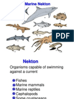 Nekton Notes.ppt